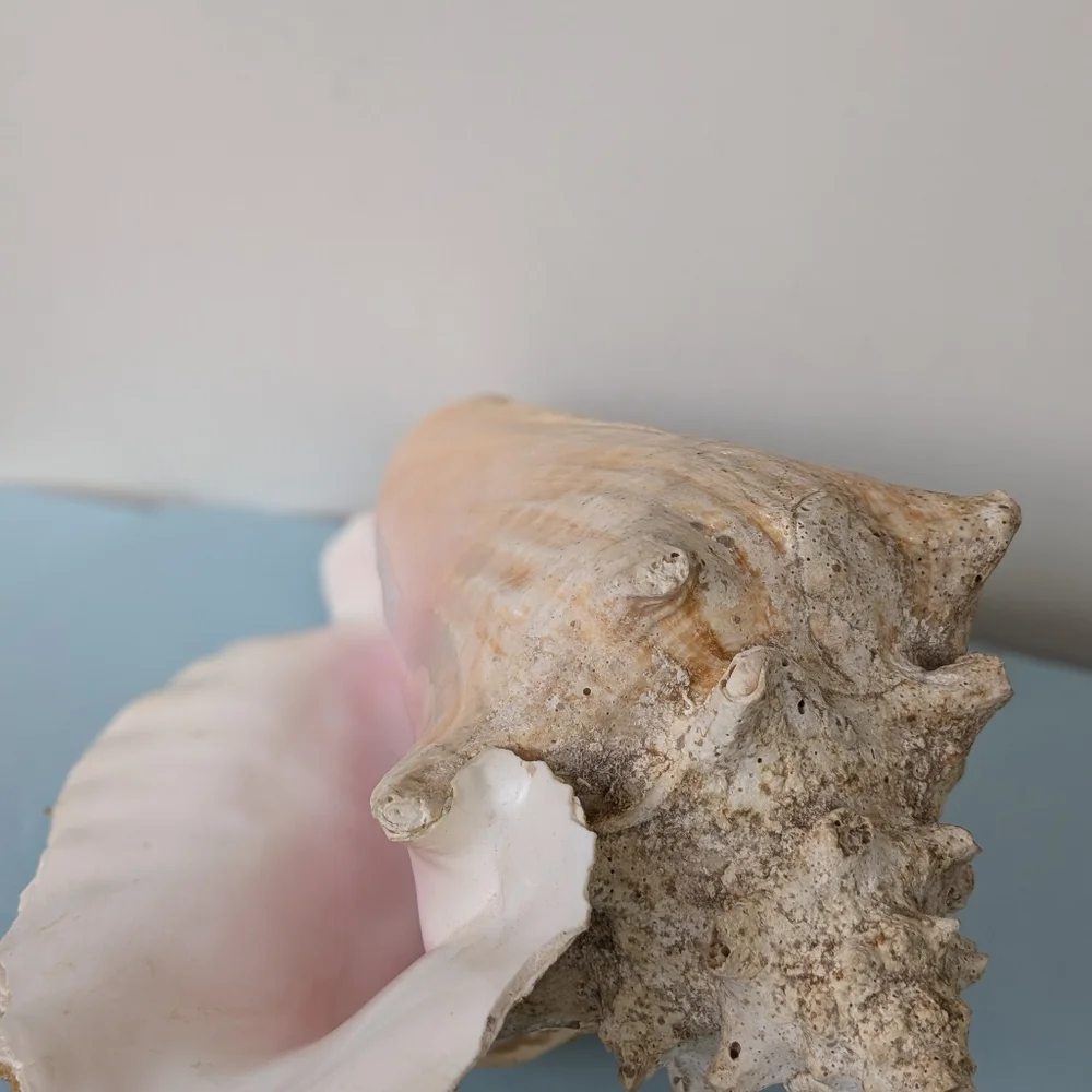 Vintage Large Conch Beautiful Pink and white - Picture 3 of 4